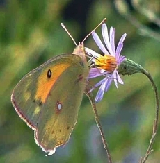 Couple Counseling for One Partner